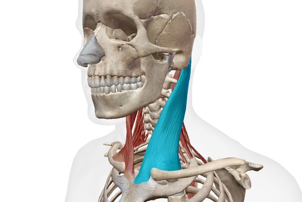 Rauber-Kopsch解剖学