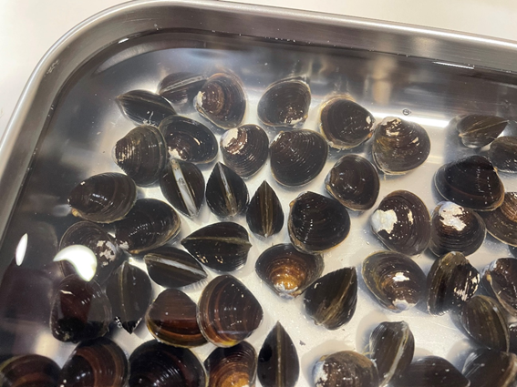 マシジミとは！特徴から飼育、ビオトープや水質浄化能力についてを解説東京アクアガーデン