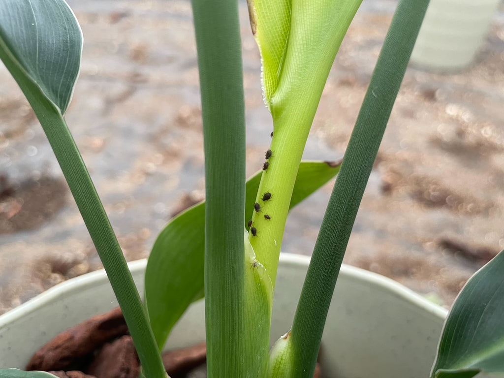 観葉植物のトラブル主な症状と対処法まとめ観葉植物・お花の通販 AND PLANTSアンドプランツ