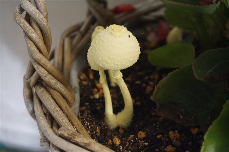 コガネキヌカラカサタケの観察記録会社の観葉植物で発見した短命で可愛いきのこ