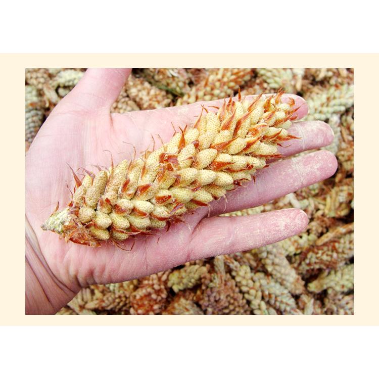 ☆季節限定☆信州軽井沢産 松の花粉30本 雄花付き赤松 松葉 松花粉 新芽松の葉の通販 by 森の恵み's shopラクマ