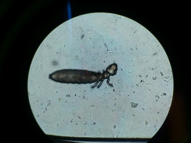 犬・猫共通の予防と駆虫 - 金城動物病院