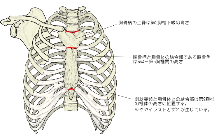 Visual Anatomy 視覚解剖学