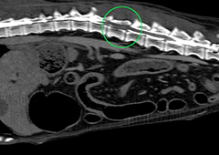 椎間板ヘルニアによる腰痛 埼玉県坂戸市・５５歳・女性・自営業 -坂戸市の整体 体と心の専門家 カイロプラクティックアイダ -心と体の専門家カイロプラクティックアイダ坂戸整体院