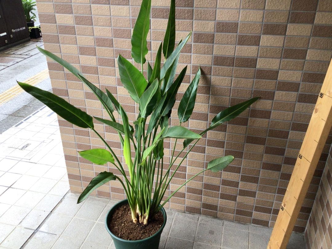 光触媒 人工観葉植物 オーガスタ フェイクグリーン ストレッチア155aj