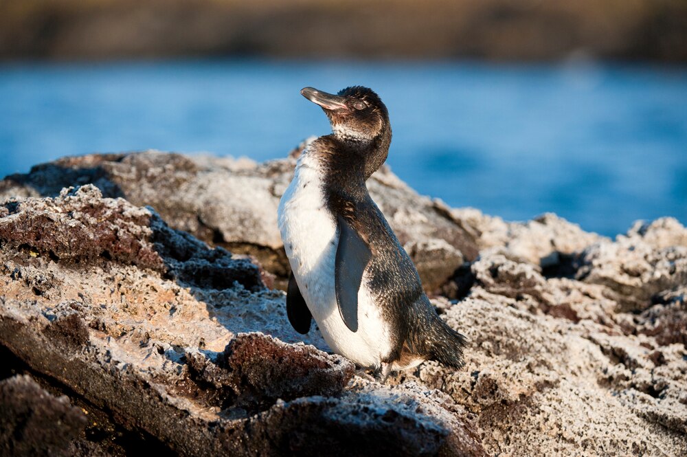 ペンギンサポート体位変換器のレンタルダスキンヘルスレント