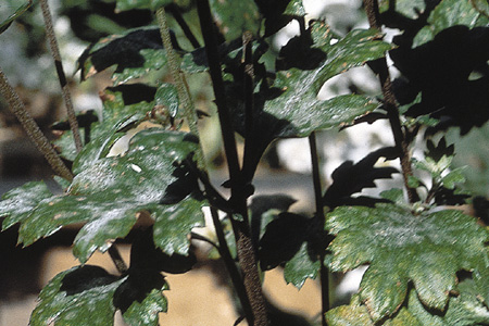 菊の葉が白くなるのは病気！？対策法は！？植物NAVI