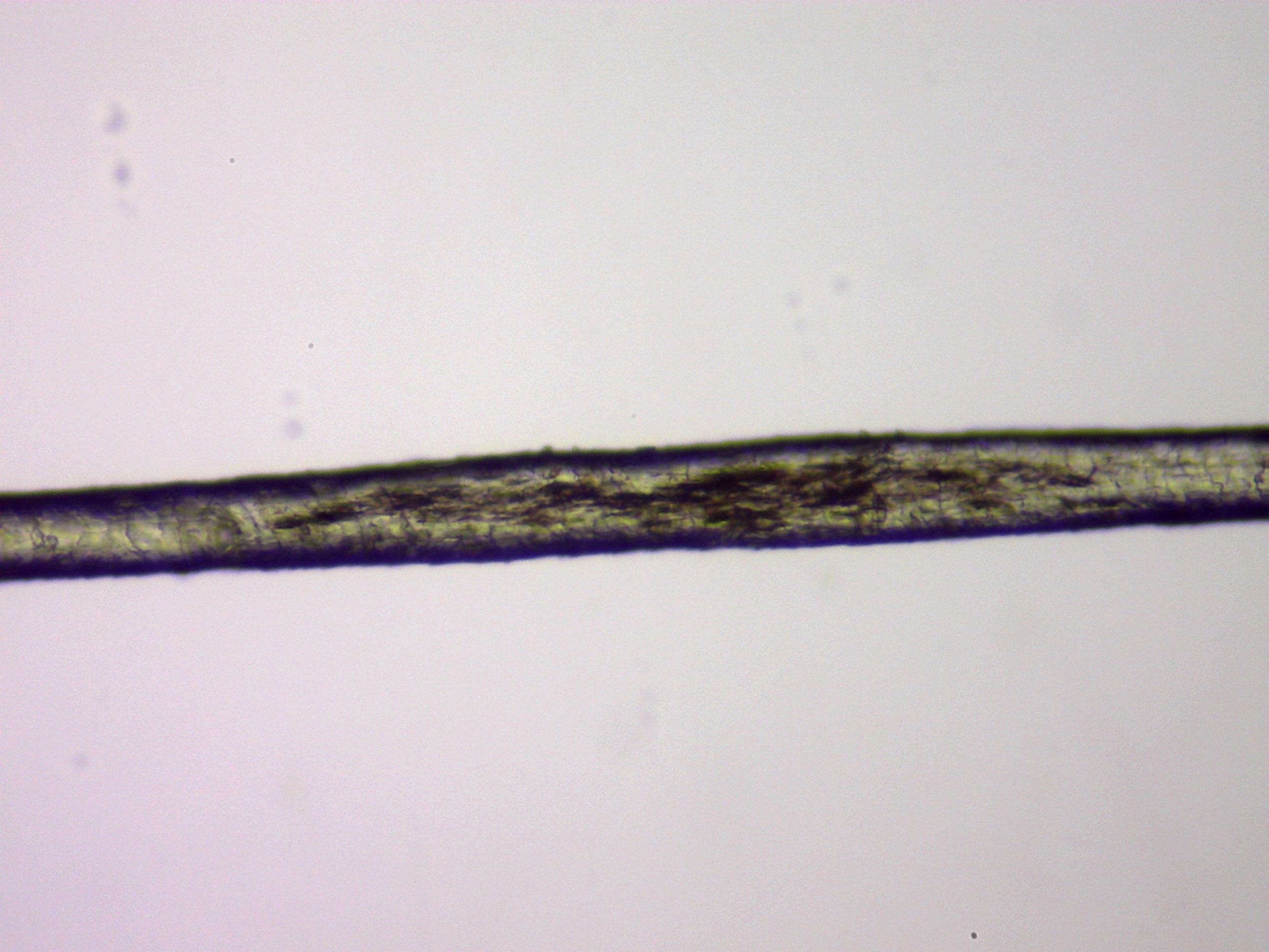 顕微鏡写真 おヒゲが枝毛 ！？: かみうさぎ