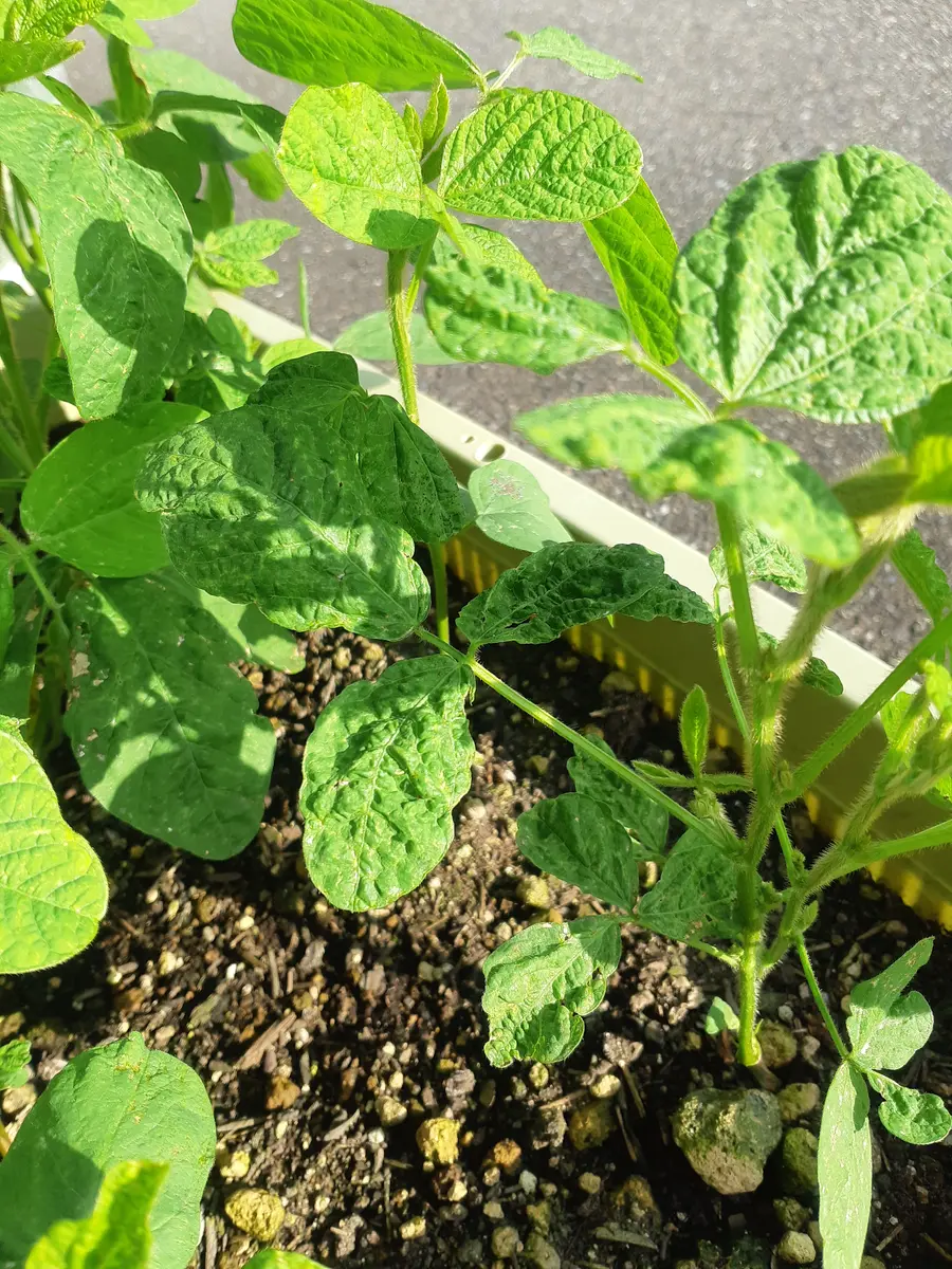 枝豆の葉が茶色になりました。他の苗も似たような感じです。ベタ病になりますか- Yahoo!知恵袋