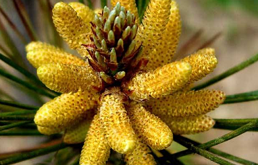 北海道は松の花粉でイッパイ！│Shinone Apple Farm ブログページ