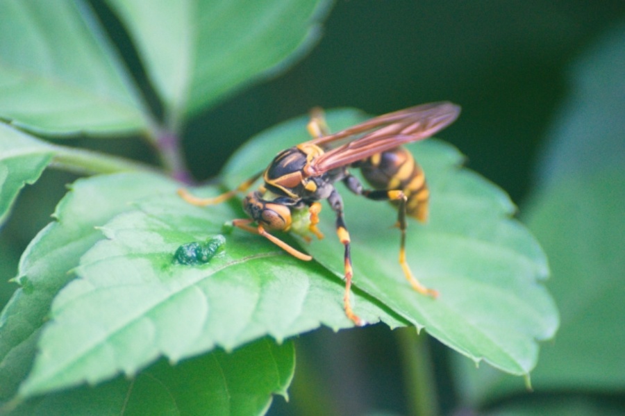 ＪＡ静岡厚生連 すてっぷ 蜂毒アレルギ