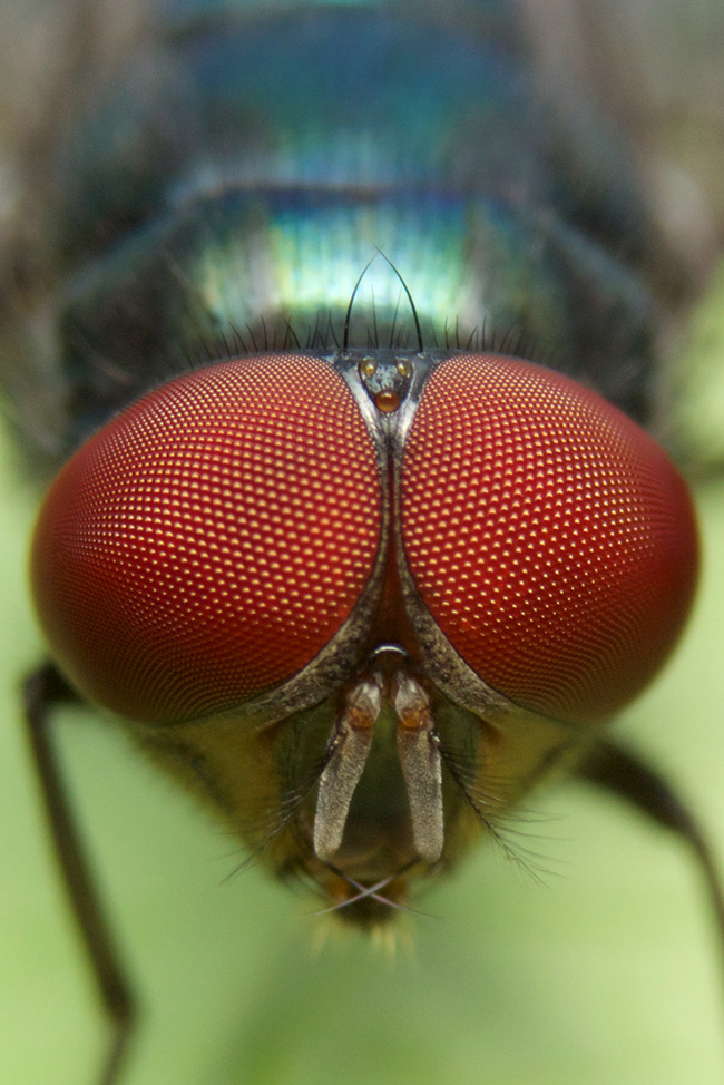 閲覧注意 人間の顔にハエが引き付けられる理由 - YouTube