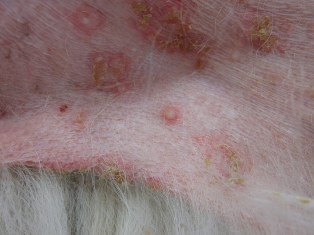 獣医師監修 皮膚科でのステロイドの使い方たかつきユア動物病院高槻市栄町犬・猫専門 ワクチン、健康診断も対応