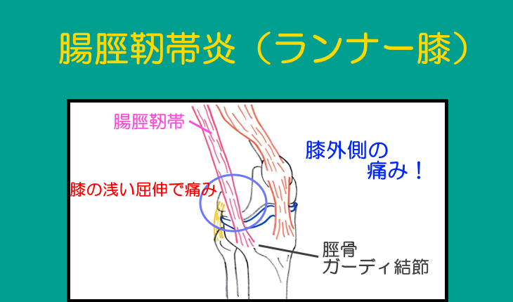 Visual Anatomy 視覚解剖学
