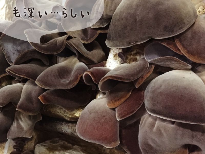 富士市 漢字テストです。「木耳」何と読む？富士山木耳ファームかぼちゃん- エキスパート - Yahoo!ニュース