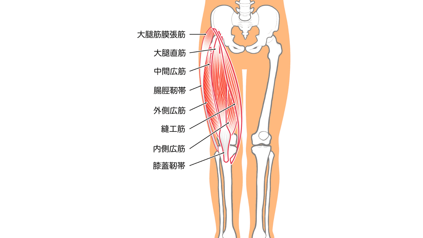 前ももストレッチ 自宅で行えるハリを簡単に解消する方法を専門家が解説セラピストプラス医療介護・リハビリ・療法士のお役立ち情報