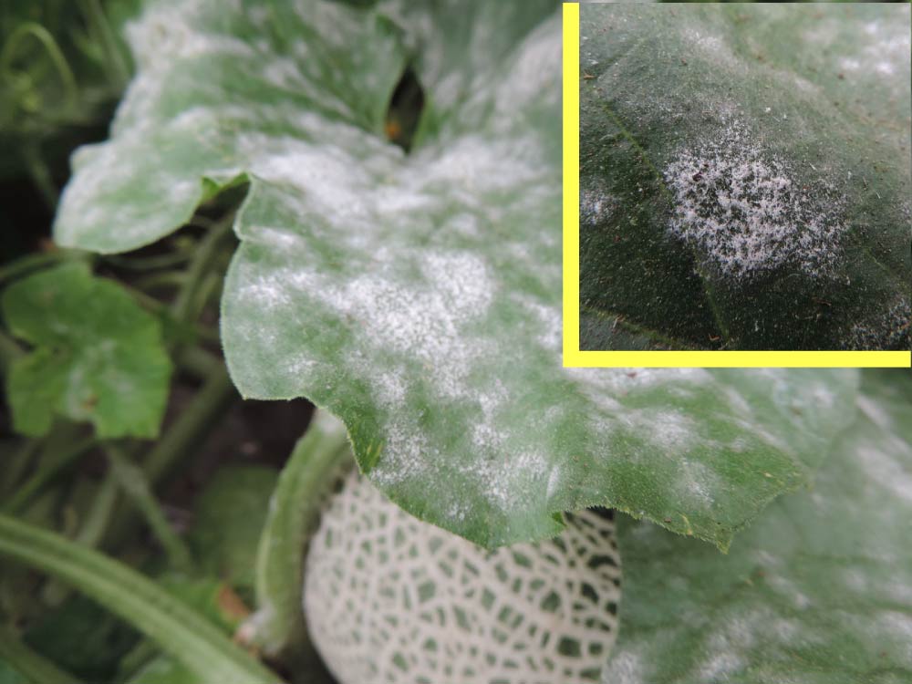 きれいな結晶かと思いきや・実は「うどんこ病」です。みろく 無農薬・減農薬栽培で農家さんや家庭菜園者を応援 有機JAS適合資材