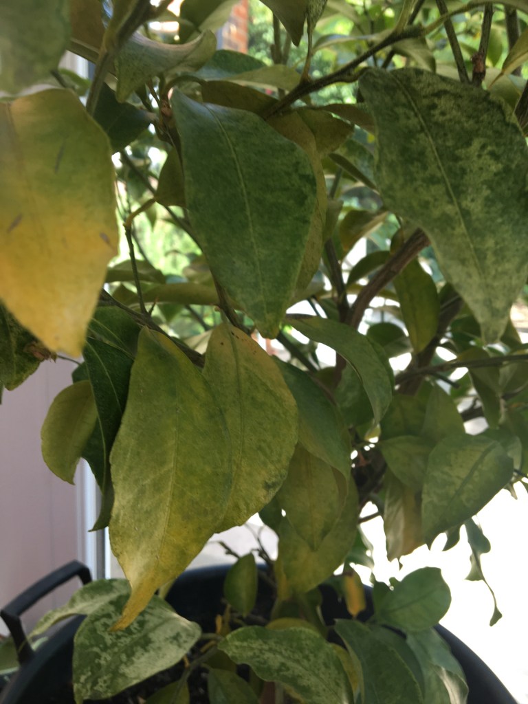 ゆずとレモンの病気 すす病：原因、対策、食用への影響