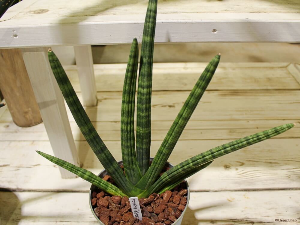 とっても簡単！サンスベリアの育て方5つのポイント観葉植物と風水のグリーンスマイル