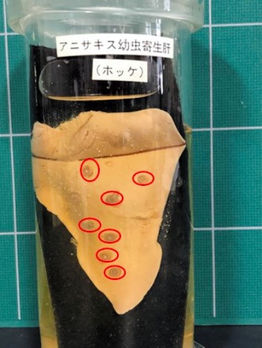 菌種別 寄生虫 成虫 _微生物検査検査・診断Matrix