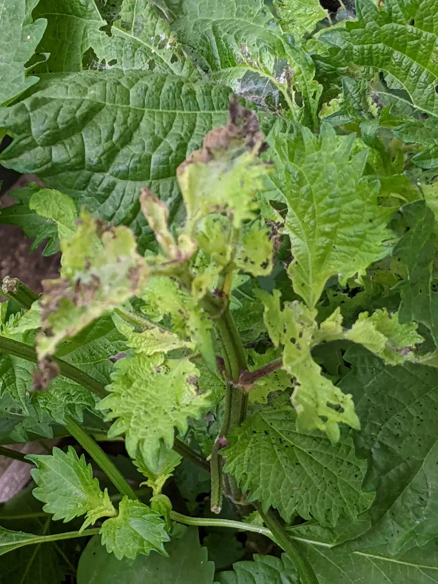 ナスの葉っぱの謎を解明！イモムシのフンとは