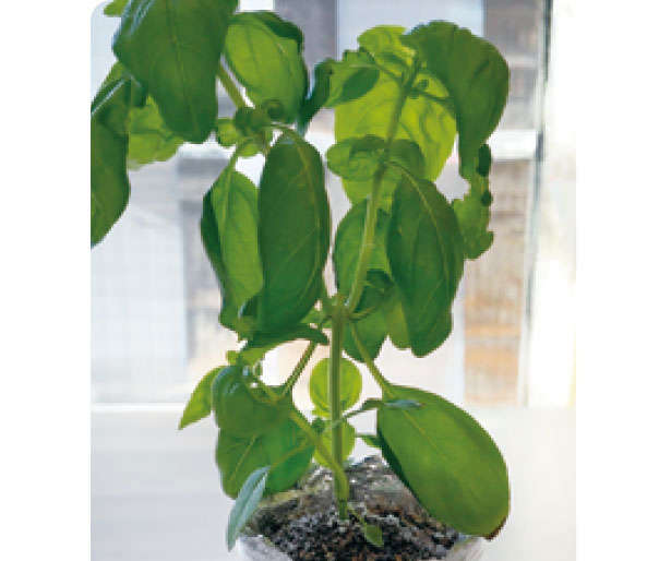 バジルの水耕栽培！ペットボトルやスポンジを使った育て方は？HORTI by GreenSnap