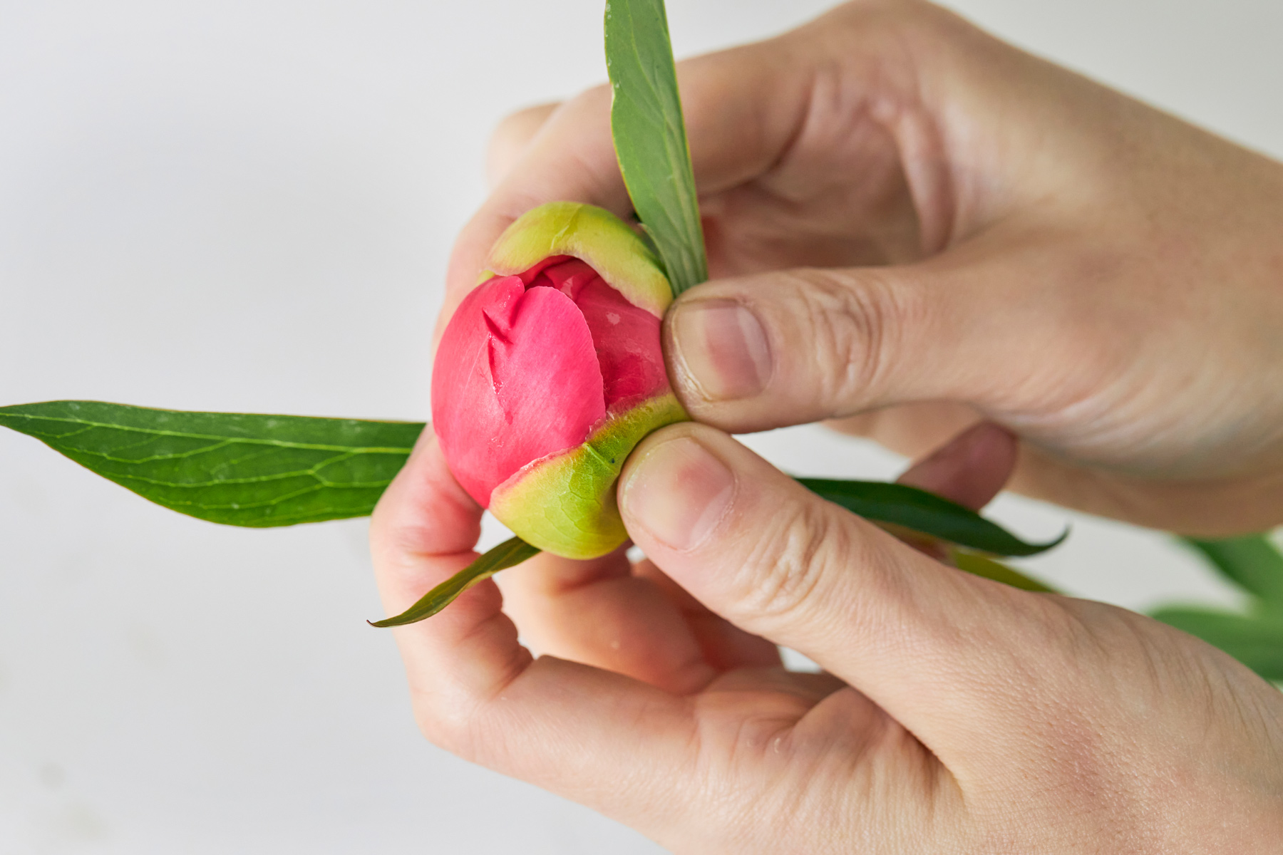 芍薬のつぼみを咲かせるには？芍薬の選び方とお手入れ方法、切り花の飾り方など青山花茂BLOG