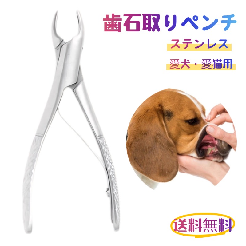 猫の歯石取り猫たまブログ