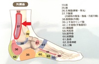 反射区図表ウインターベル健康ショップ 官足法の足つぼ治療・足裏マッサージ治療用健康器具