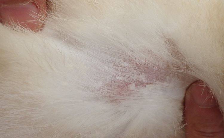 抜け毛・皮膚病対策のウサギ用化粧水