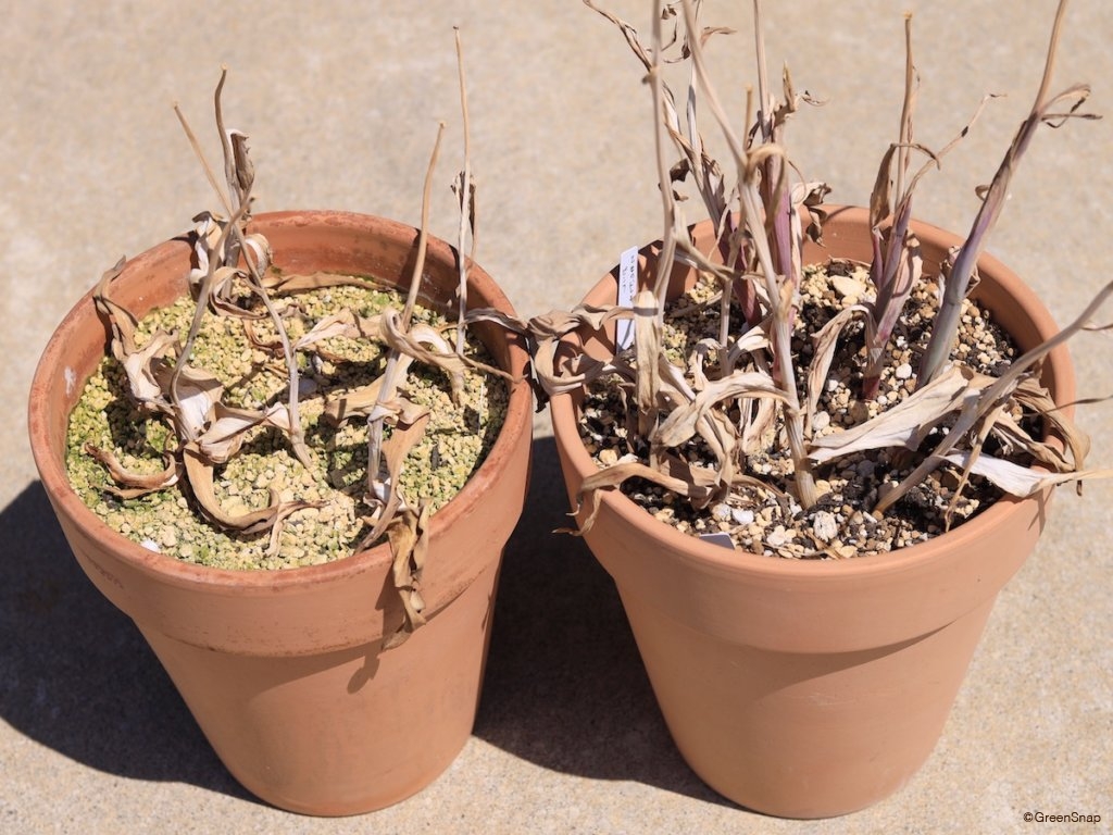 チューリップの芽が出た球根の植え方！花は咲くの？保管の仕方も解説！チューリップ大好き