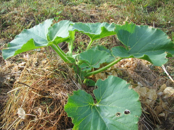 かぼちゃがうどん粉病に！昨年に引き続きかぼちゃの空中栽培に 園芸相談Q＆Aみんなの趣味の園芸