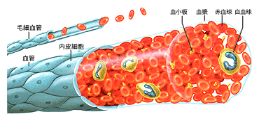 内科医が教える「かくれ貧血」の原因と対策。効果的に鉄分を摂る方法とは？from ハウスCome on Houseハウス食品グループ本社の会員サイト