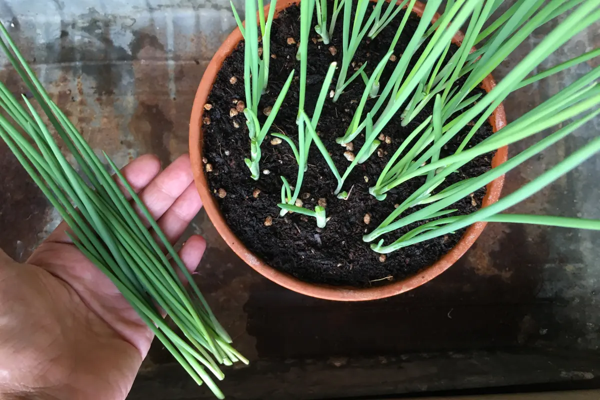 わけぎの育て方！プランターで手軽に始める栽培テクニックを紹介コーナンTips