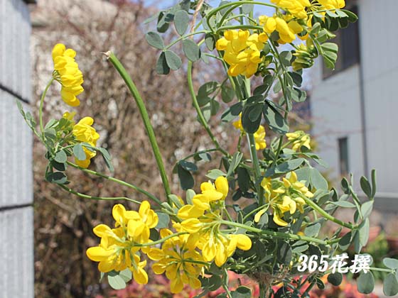 クラウンベッチ コロニラ・バリア の育て方雑草よけに最適なグランドカバープランツゆるっとガーデニング