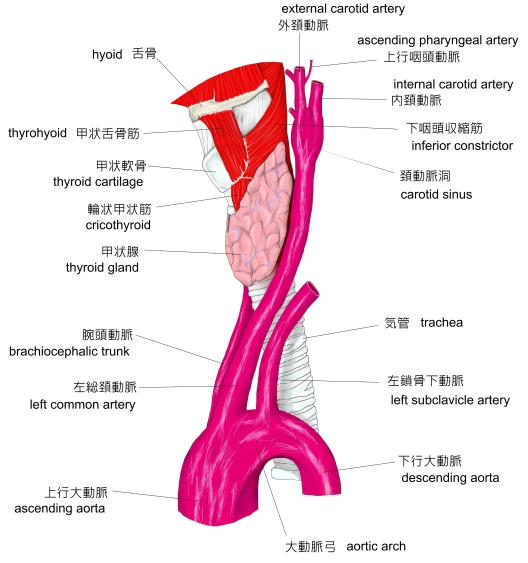 喉頭の軟骨 ⠀ ・甲状軟骨:喉頭隆起 のど仏 を形成⠀ ・輪状軟骨:喉頭の土台をなす。第6頸椎の高さ。食道狭窄部の形成⠀ ・披裂軟骨:有対。声帯の緊張度を変え、発生に関与⠀・喉頭蓋軟骨:弾性軟骨。嚥下の際に食べ物が喉頭内に入るのを防ぐ⠀ ⠀喉頭⠀甲状
