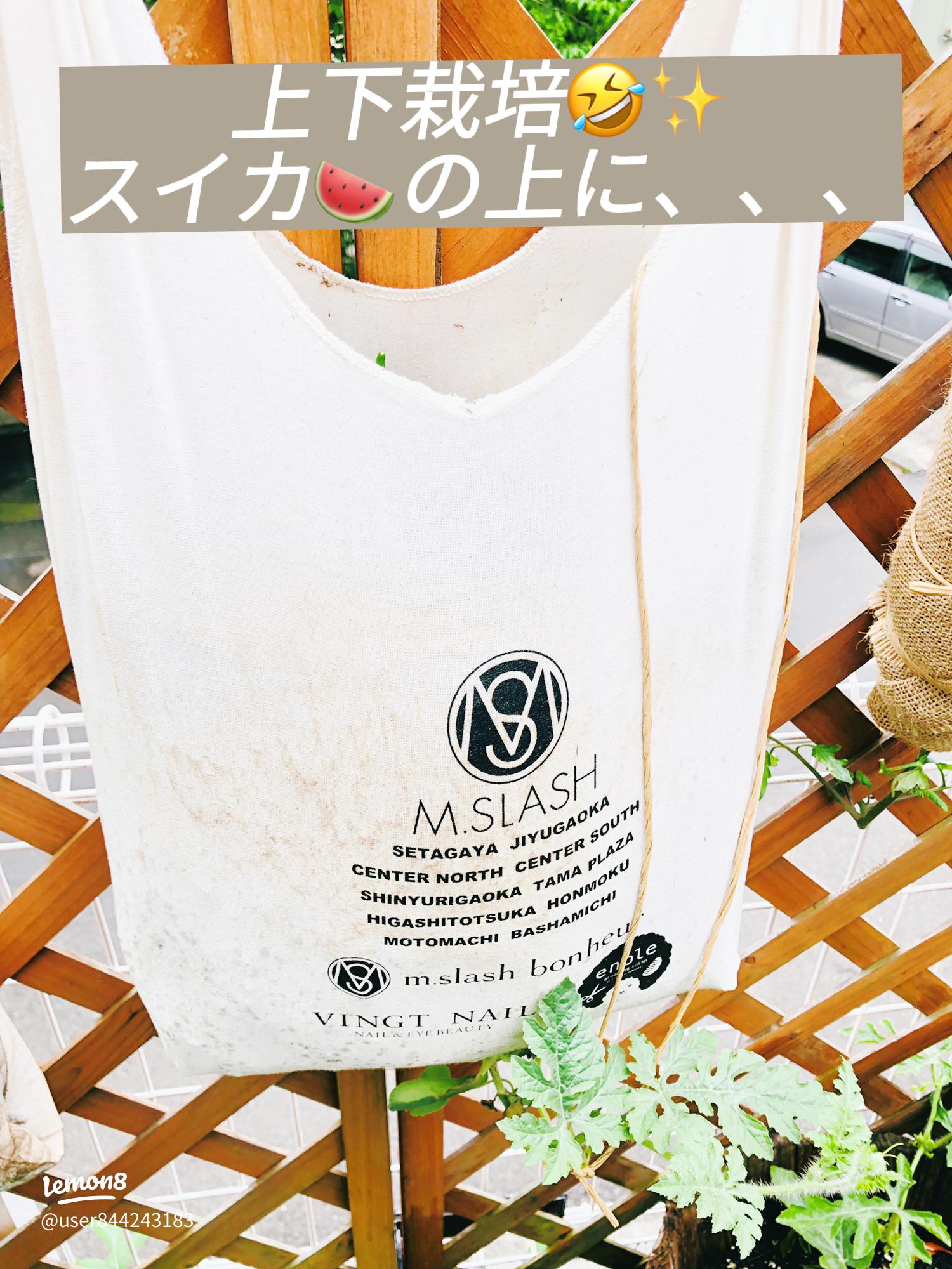 第5回 畑は地べただけにあらず〜コンテナというもう一つの畑〜キラリ☆差がつく 野菜と花の栽培講座読みものサカタのタネ 家庭菜園・園芸情報サイト園芸通信