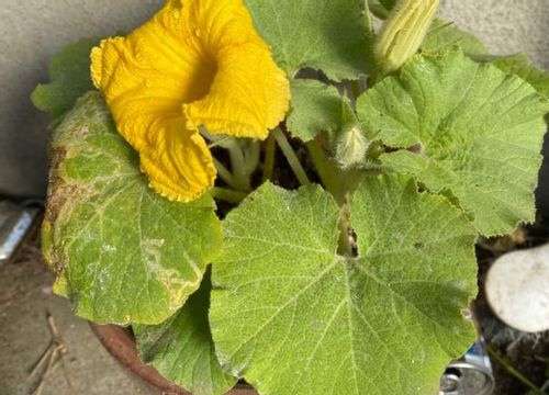 昨日帰ったら急にカボチャの葉が萎れていました。同じプランタ 園芸相談Q＆Aみんなの趣味の園芸