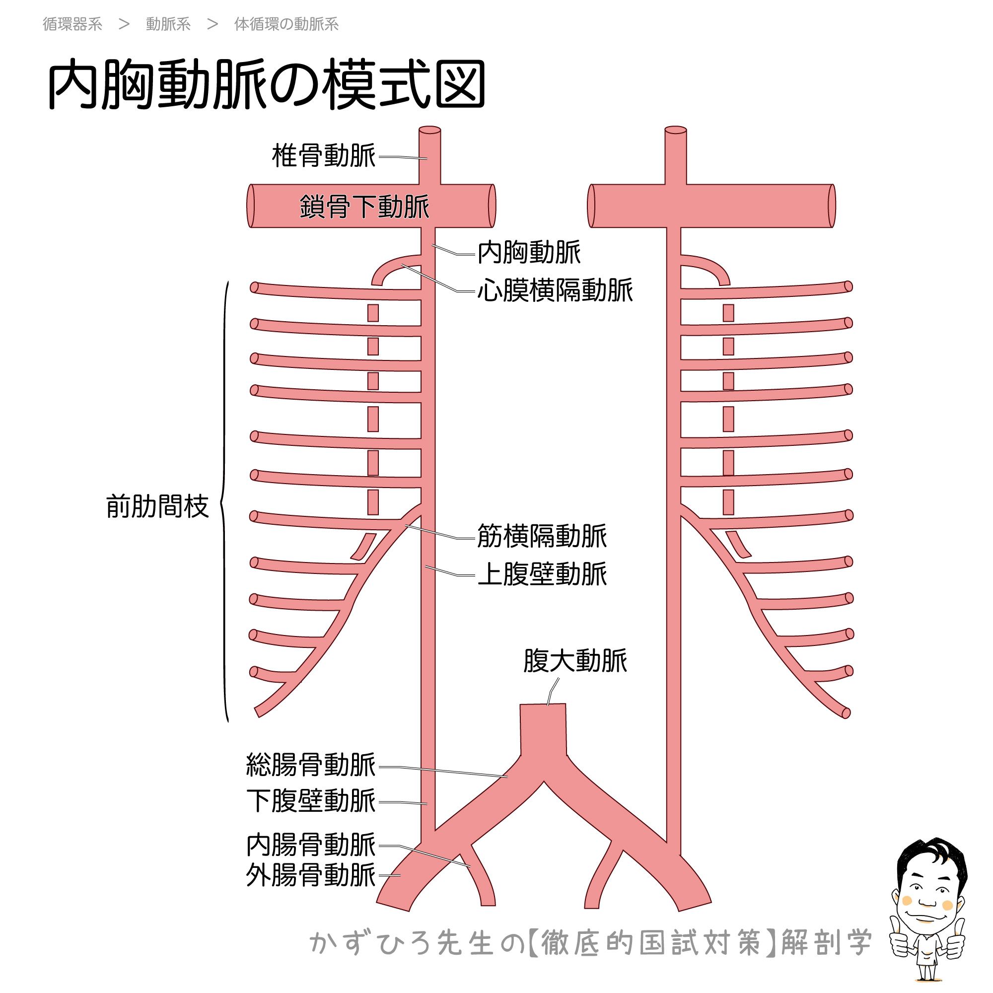 大動脈疾患の治療について