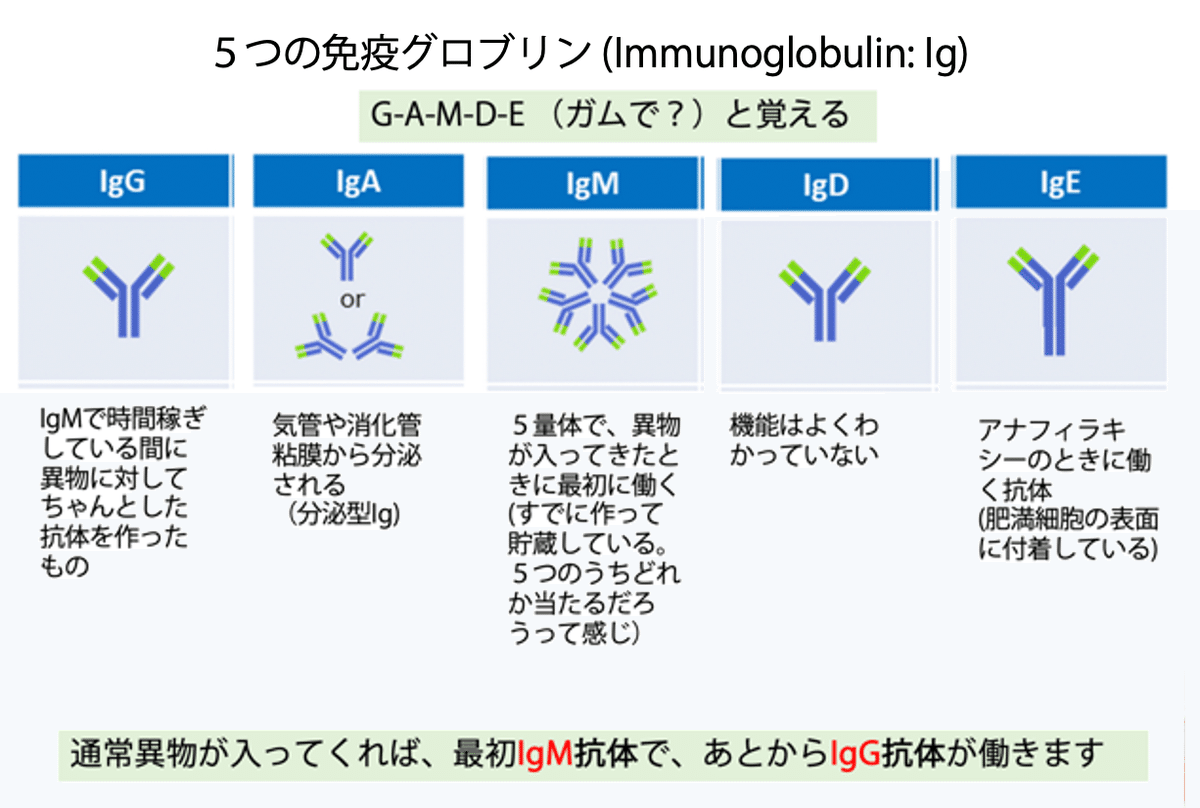 ナース専科の勉強アカウント免疫グロブリンの覚え方、良いゴロあったらぜひDMお待ちしております< _ _ > . いいねと保存がはげみになります✨いいねと保存で応援してください✨ . @nursesenka_study ❥❥❥フォローミー💓 看護師国家試験看護過程必修問題