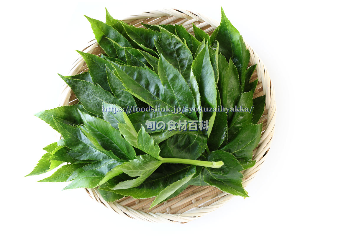 アシタバ江戸東京野菜について東京の農業ＪＡ東京中央会