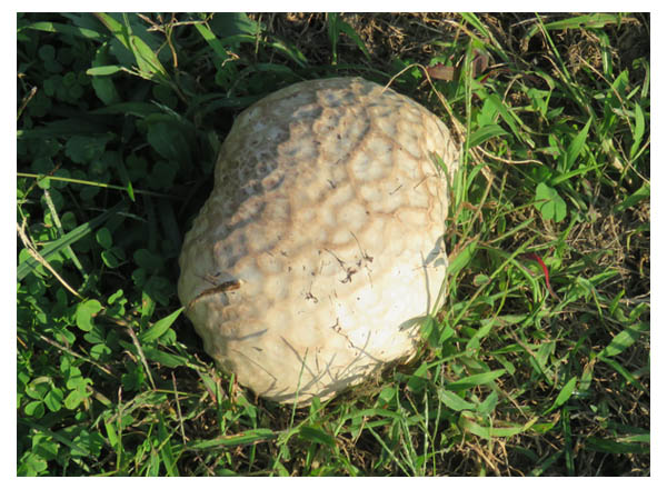 白い毒キノコが夏の終わりの湿度が高い日に庭に生育している。 の Stock フォトAdobe Stock