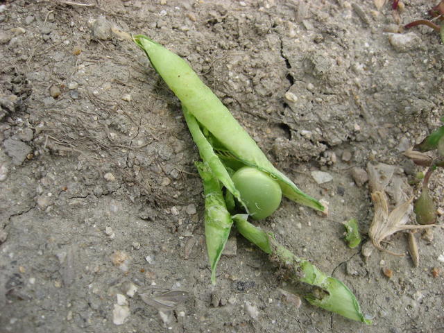 第１９話：寄生虫の話⑯有限会社シェパード中央家畜診療所