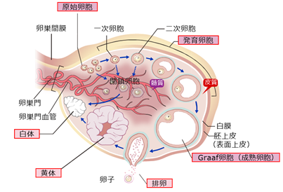 中3生物 有性生殖中学理科 ポイントまとめと整理