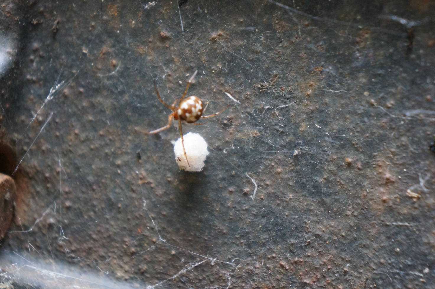 特定外来生物に注意 セアカゴケグモ市原市ウェブサイト