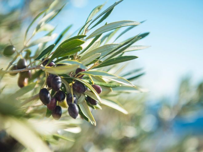 オリーブの収穫時期実がならない原因は？食べ方、効果、栄養は？🍀GreenSnap グリーンスナップ