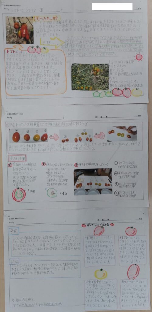 豆苗の再生栽培完全ガイド