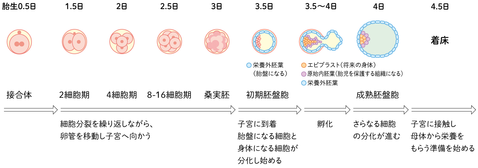 受精卵の成長過程のイラスト素材72470099- PIXTA