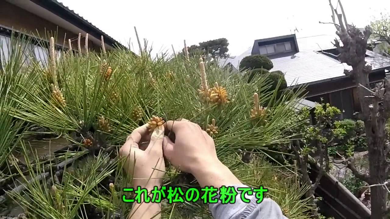 破壁松花粉 松の花粉 100g 無添加100% 松 花粉 粉末 マツ花粉 まつかふん 松花粉 松葉茶 たんぽぽ本舗 : たんぽぽ本舗 - 通販 -Yahoo!ショッピング