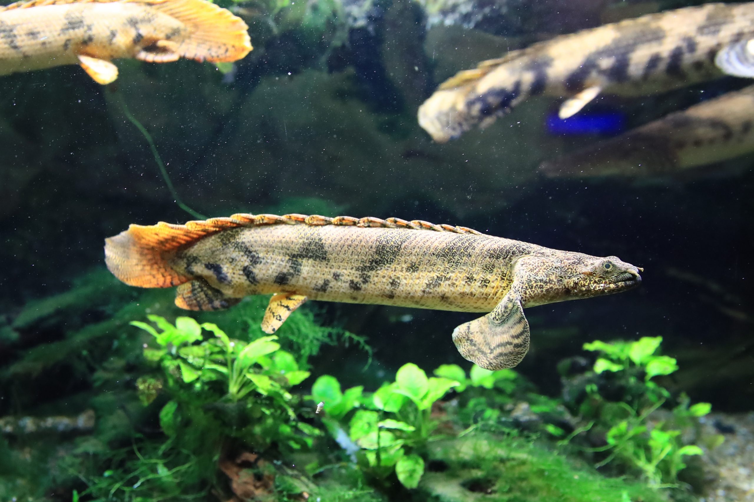 ライス・エンボリの記事一覧theWORLD ザ・ワールド 世界のあらゆるスポーツを楽しもう